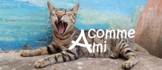 ami